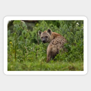 Spotted Hyena Sticker